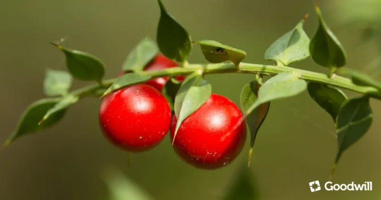 Read more about the article Szúrós csodabogyó – növény, aminek nemcsak a neve különleges